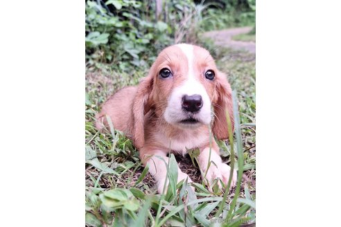 成約済の神奈川県のミックス犬-317454の5枚目