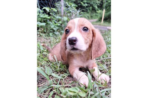 成約済の神奈川県のミックス犬-317454の4枚目