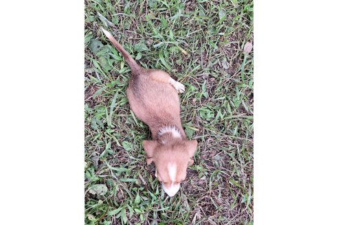成約済の神奈川県のミックス犬-317454の2枚目