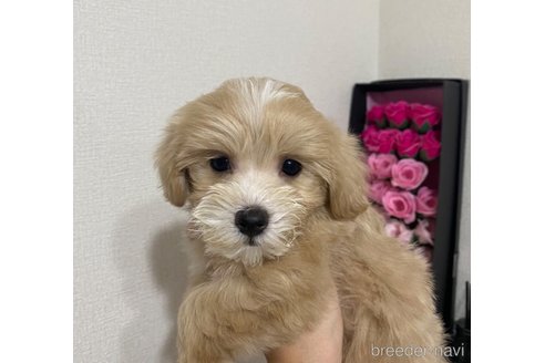 成約済の埼玉県のマルプー:マルチーズ×トイプードル-313179の4枚目