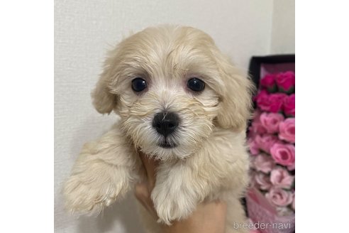 成約済の埼玉県のマルプー:マルチーズ×トイプードル-313180の4枚目