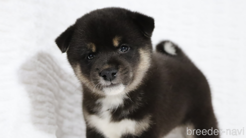 成約済の滋賀県の柴犬-320522