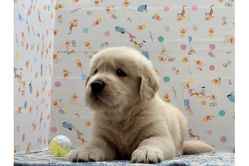 成約済の東京都のゴールデンレトリーバー-323855の4枚目