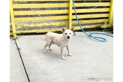 成約済の奈良県の柴犬-323869の5枚目