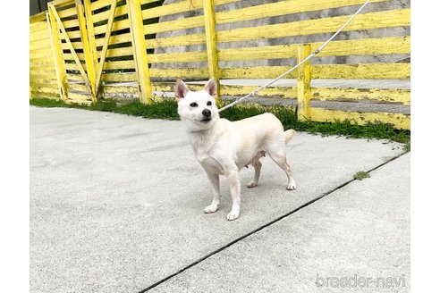 成約済の奈良県の柴犬-323869の4枚目