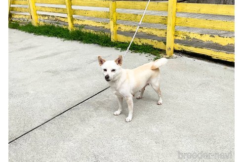 成約済の奈良県の柴犬-323869の3枚目