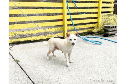成約済の奈良県の柴犬-323869の2枚目