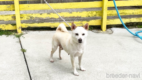 成約済の奈良県の柴犬-323869の1枚目