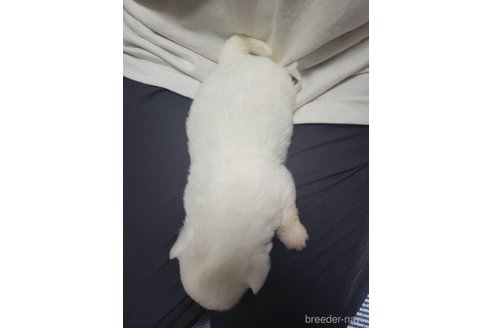成約済の大阪府のペキニーズ-323881の5枚目