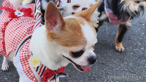 チェリちゃん1枚目