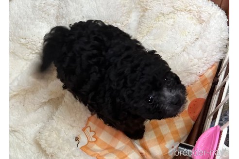 成約済の兵庫県のビションプー:ビションフリーゼ×トイプードル-323898の3枚目