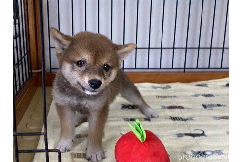 成約済の岡山県の豆柴-314182の3枚目