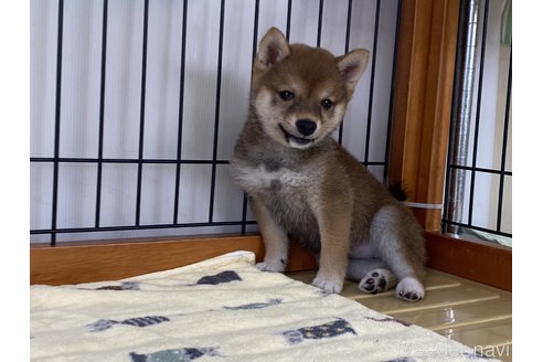 成約済の岡山県の豆柴-314182の2枚目