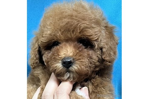 成約済の福岡県のトイプードル-315597の2枚目