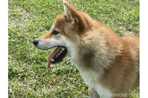 成約済の岡山県の柴犬-260890の5枚目