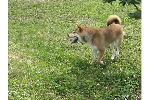 成約済の岡山県の柴犬-260890の4枚目