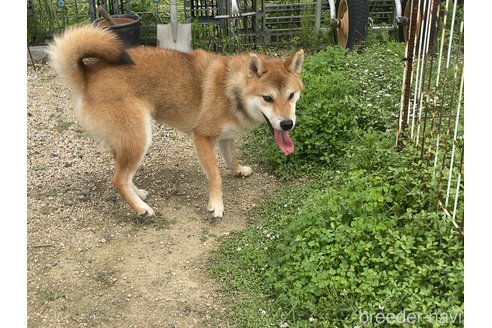 成約済の岡山県の柴犬-260890の3枚目