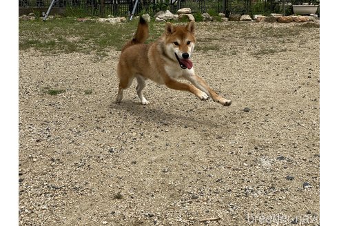 成約済の岡山県の柴犬-260890の2枚目