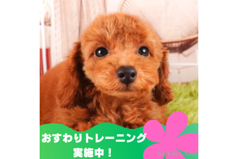 成約済の静岡県のトイプードル-315863の1枚目