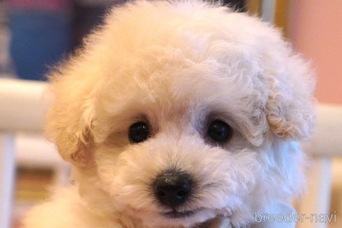子犬