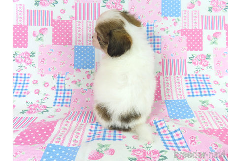 成約済の千葉県のミックス犬-323934の12枚目