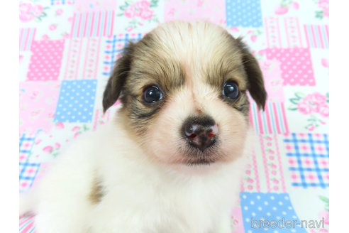 成約済の千葉県のミックス犬-323934の13枚目