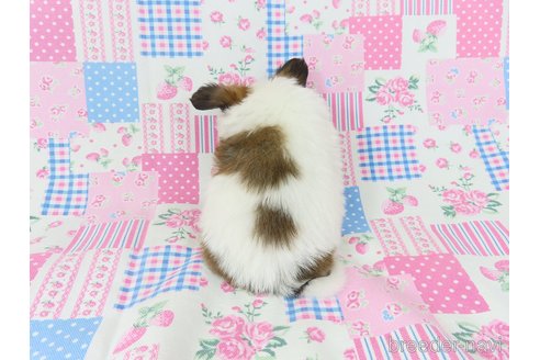 成約済の千葉県のパピヨン-323936の12枚目