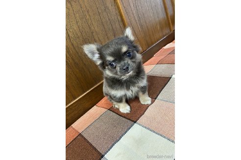 成約済の大阪府のチワワ(ロングコート)-323939の1枚目