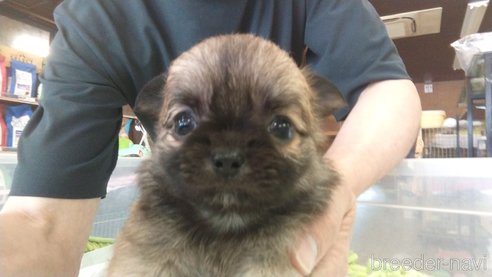 成約済の愛知県のチワワ(ロングコート)-321032の7枚目