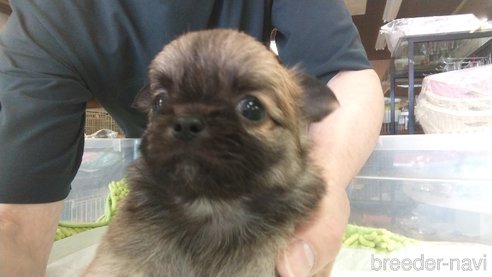 成約済の愛知県のチワワ(ロングコート)-321032の4枚目