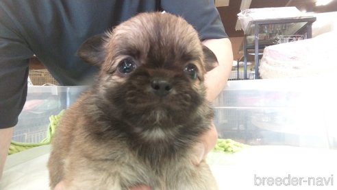 成約済の愛知県のチワワ(ロングコート)-321032の3枚目