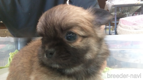 成約済の愛知県のチワワ(ロングコート)-321032の1枚目