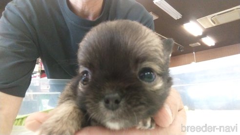 成約済の愛知県のチワワ(ロングコート)-321033の6枚目