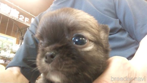 成約済の愛知県のチワワ(ロングコート)-321033の7枚目