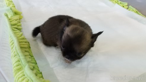 成約済の愛知県のチワワ(ロングコート)-321033の5枚目