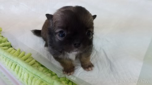 成約済の愛知県のチワワ(ロングコート)-321033の4枚目