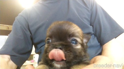 成約済の愛知県のチワワ(ロングコート)-321033の2枚目