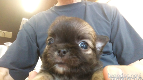 成約済の愛知県のチワワ(ロングコート)-321033の1枚目