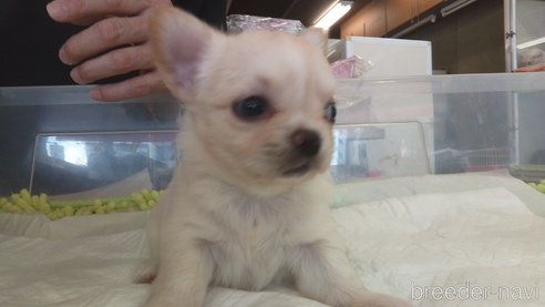 成約済の愛知県のチワワ(ロングコート)-321030の21枚目