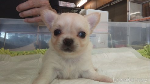 成約済の愛知県のチワワ(ロングコート)-321030の20枚目