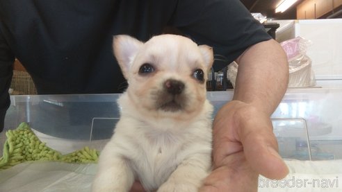 成約済の愛知県のチワワ(ロングコート)-321030の18枚目