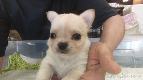 成約済の愛知県のチワワ(ロングコート)-321030の17枚目