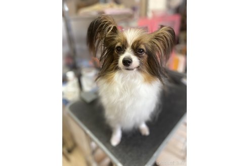リルちゃん1枚目