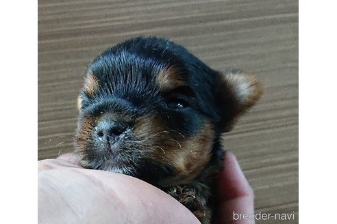 成約済の愛知県のヨークシャーテリア-323960の28枚目