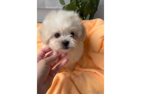 成約済の福岡県のミックス犬-320089の4枚目