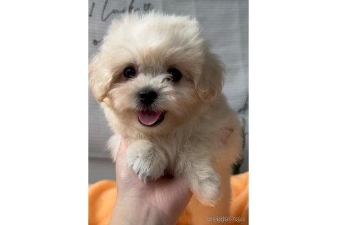 成約済の福岡県のミックス犬-320089の5枚目