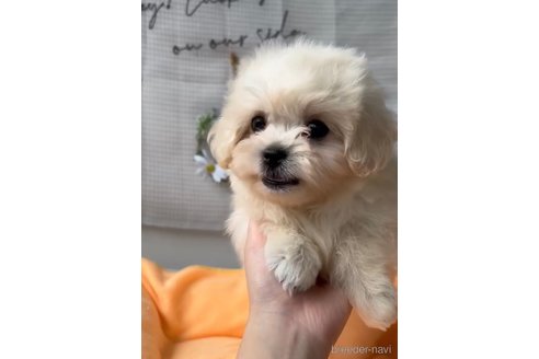 成約済の福岡県のミックス犬-320089の2枚目