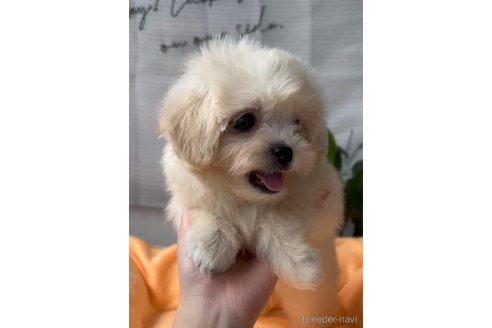 成約済の福岡県のミックス犬-320089の3枚目
