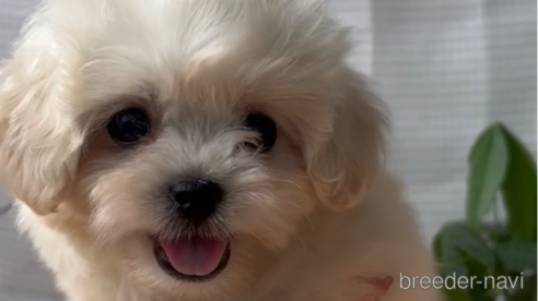 成約済の福岡県のミックス犬-320089の1枚目