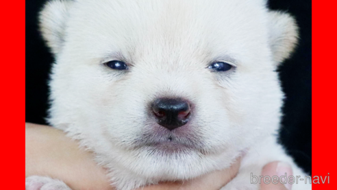 成約済の愛知県の柴犬-324018の1枚目